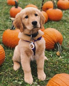 a puppy sitting in the grass next to some pumpkins and looking at the camera