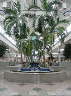 an indoor shopping mall with palm trees in the center