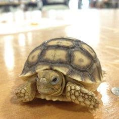 a small turtle sitting on top of a wooden table