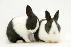 two black and white rabbits sitting next to each other