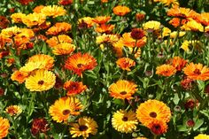 many orange and yellow flowers in a field