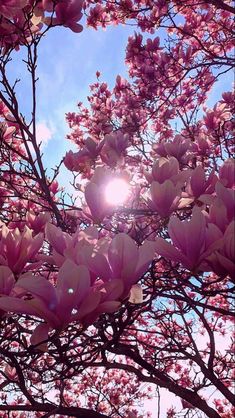 the sun shines through pink flowers on a tree