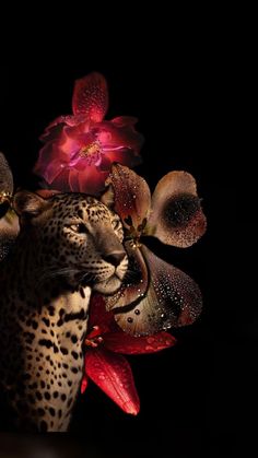 a leopard with flowers on its head in front of a black background and red orchids