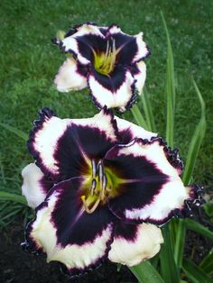 two black and white flowers in the grass