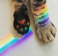 a dog's paw with the colors of rainbow painted on it, laying down