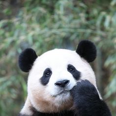 a black and white panda bear sitting on top of a tree branch with its paws in the air