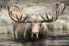 a moose with large antlers standing in the water