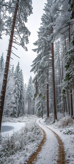 a snow covered path in the middle of a forest