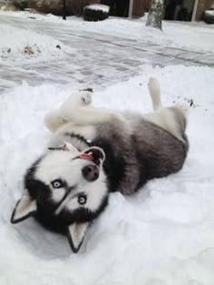 a husky dog rolling in the snow on it's back with its head up