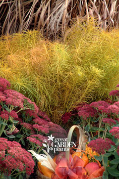 an assortment of flowers and plants in a garden with yellow grass behind them, along with the words green garden paris written on it