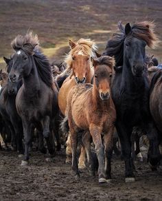 a herd of horses walking across a muddy field