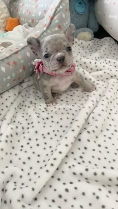 a small gray and white dog sitting on top of a bed