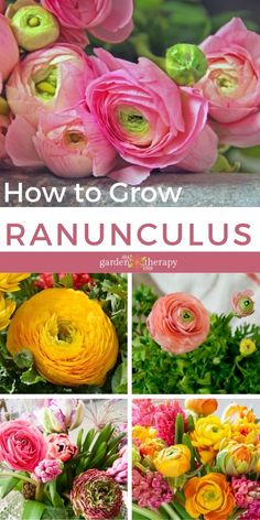 how to grow ranunculas with pictures of flowers in the bottom right corner