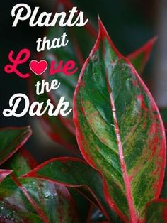 a red and green plant with the words plants that love the dark