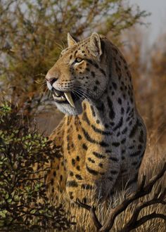 a book cover with an image of a cheetah and the title sabertooth