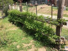 a fence that has some plants growing on it