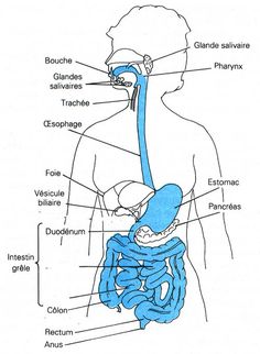 diagram of the human body with labels on each side and labeled in blue, showing the location of the stomach