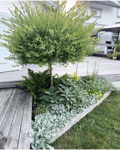 a small tree in the middle of a garden