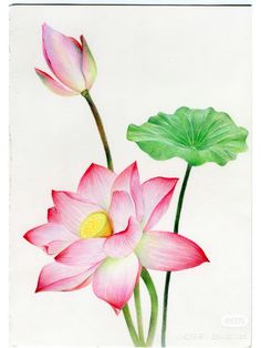 two pink lotuses with green leaves on a white background