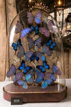 a glass dome with blue butterflies in it