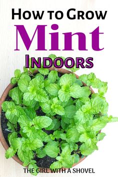 a potted plant sitting on top of a wooden table next to the words how to grow mint indoors