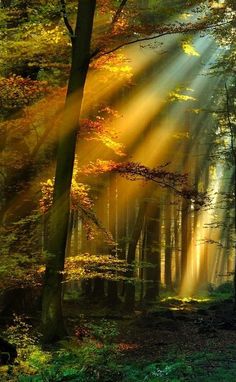 sunlight shining through the trees into a forest filled with green and yellow leaves, on a sunny day