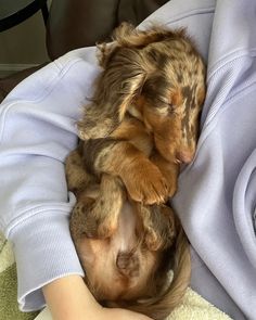 a small dog is curled up in someones lap