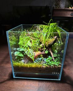 an aquarium filled with plants and rocks on top of a wooden table