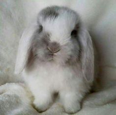 a small white rabbit sitting on top of a blanket