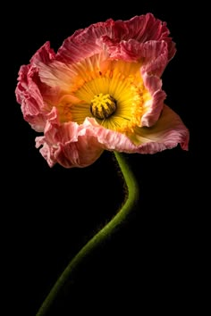 a single pink and yellow flower on a black background