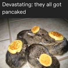 four rabbits with pancakes on their backs sitting in the middle of a tile floor that says, devasthing they all got pancaked