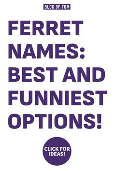 the words ferret names best and funest options are shown in purple on a white background