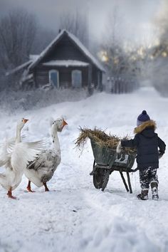 a little boy that is standing in the snow with some birds and a wheelbarrow