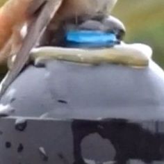 a bird is perched on top of a trash can