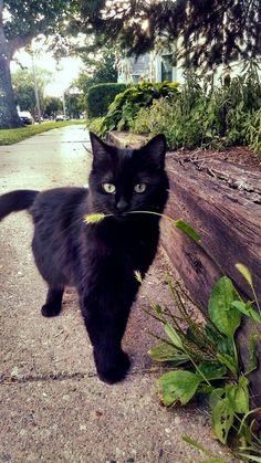 a black cat standing on top of a sidewalk next to a lush green plant filled forest