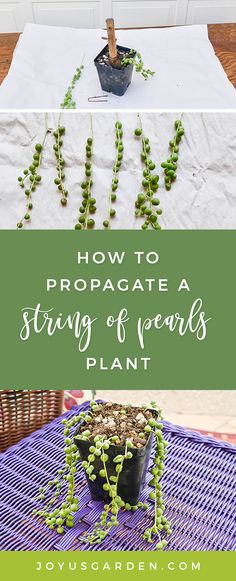 how to propagate a string of pearls plant