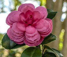 a pink flower with green leaves in the foreground and trees in the back ground