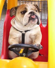 a dog sitting in the back of a yellow toy car with its tongue hanging out