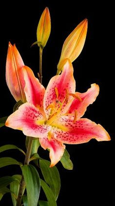 a pink and yellow flower with green leaves