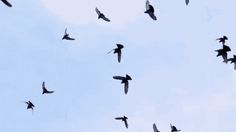 a flock of birds flying in the sky with their wings spread out and there is no image to describe