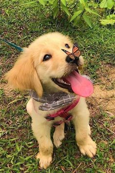 a small dog with a butterfly on its nose sitting in the grass and holding a pink frisbee