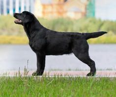 a large black dog standing on top of a lush green field next to a lake