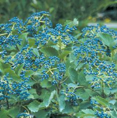 the blue berries are growing on the bush