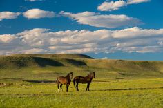 two brown horses standing on top of a lush green field under a blue sky with white clouds