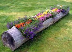 a log filled with flowers sitting in the grass