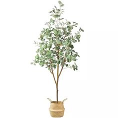 a potted plant with green leaves in it on a white background and an empty basket