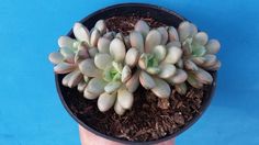 a hand holding a small potted plant with dirt in it on a blue background