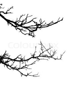 black and white tree branches against a white background