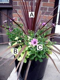 a potted plant with purple and white flowers in front of a brick building that has letters on it