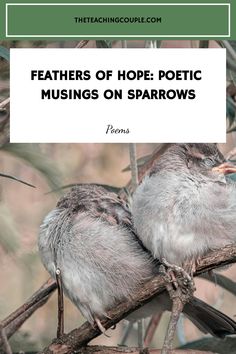 two birds sitting on top of a tree branch with the title feathers of hope poem musings on sparrows